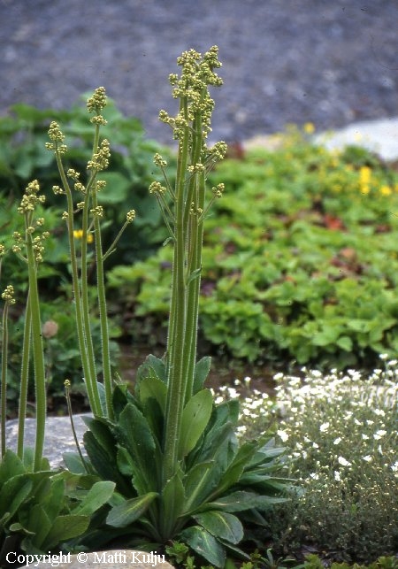 Saxifraga virginiensis